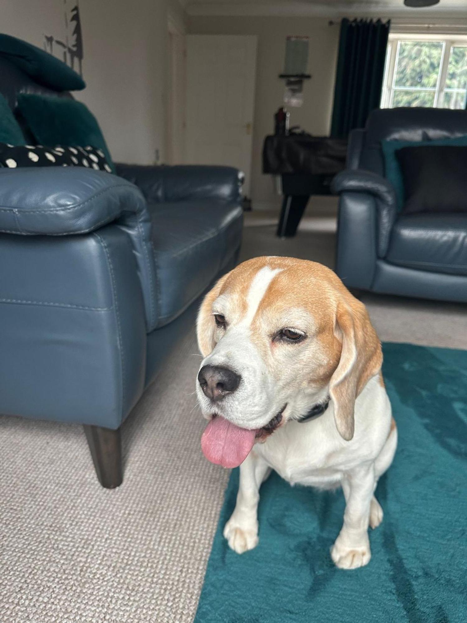 Hereford - Finch House - Modern 4 Bedroom House Located In South Hereford, Dog Friendly With Nearby Countryside, Pool Table, Sleeps Up To 10 Guests - Hosted By Rentmyhouse Dış mekan fotoğraf